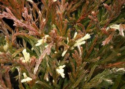 Juniperus horizontalis andorra compacta variegata / Tömött tarka henye boróka